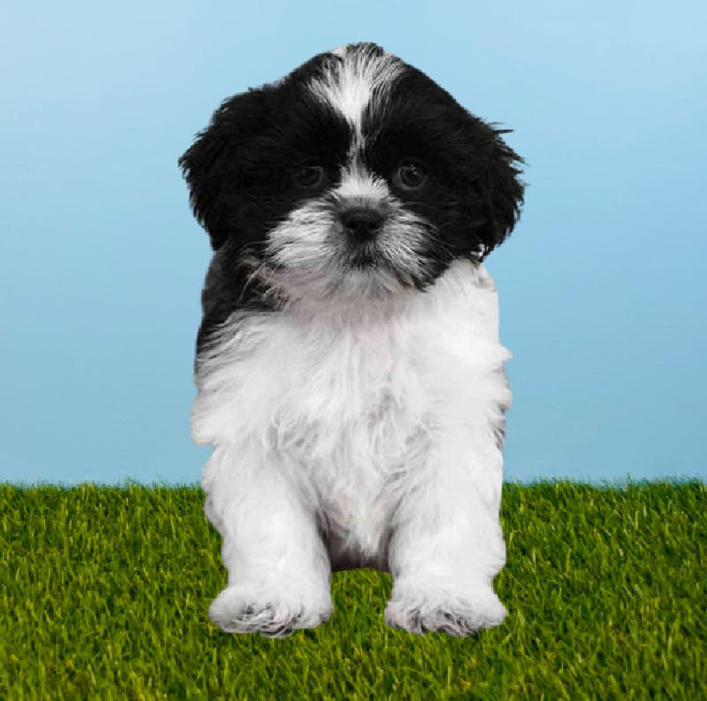 Male Shih Tzu Puppy for sale