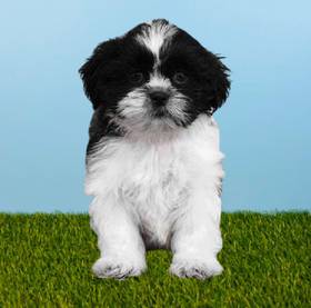 Shih Tzu