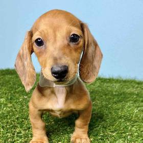 Dachshund