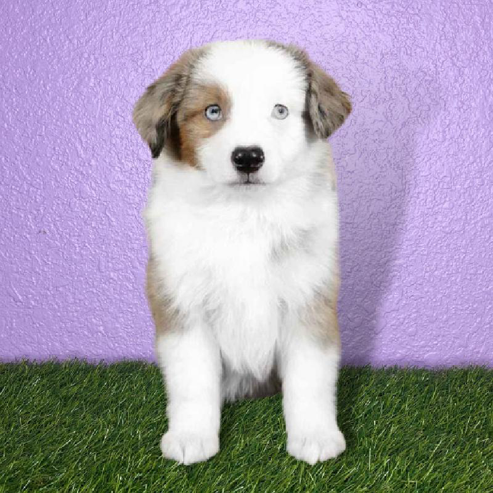 Male Mini Aussie Puppy for sale