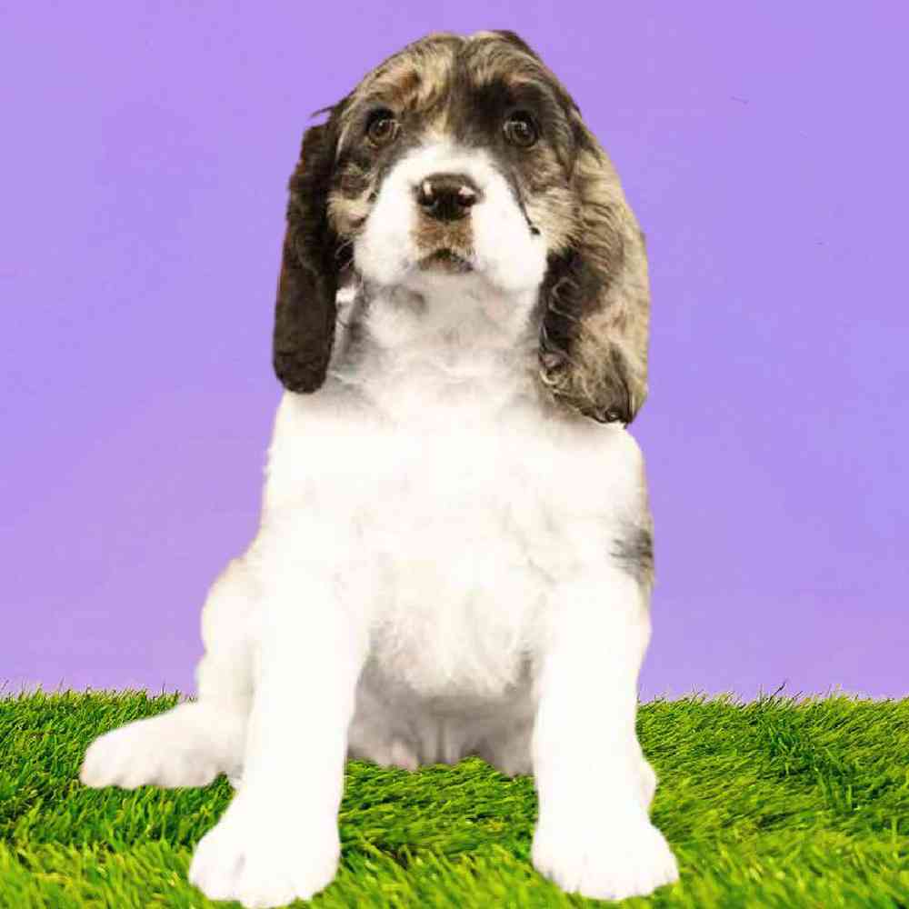 carousel pet images
