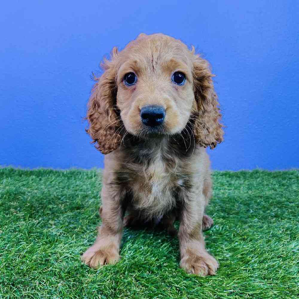 Male CockADoodle Puppy for sale