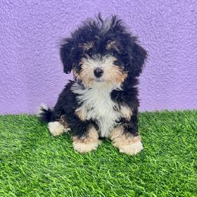 Bernedoodle Mini