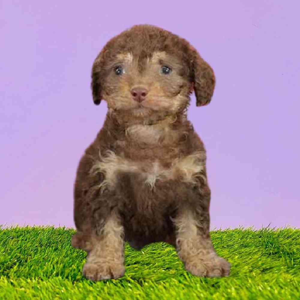Cockapoo