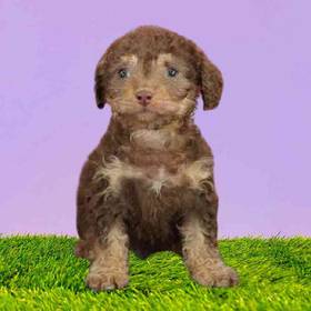 Cockapoo