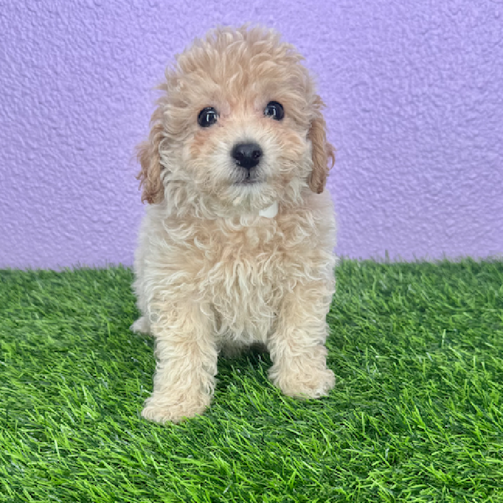 pet breed image