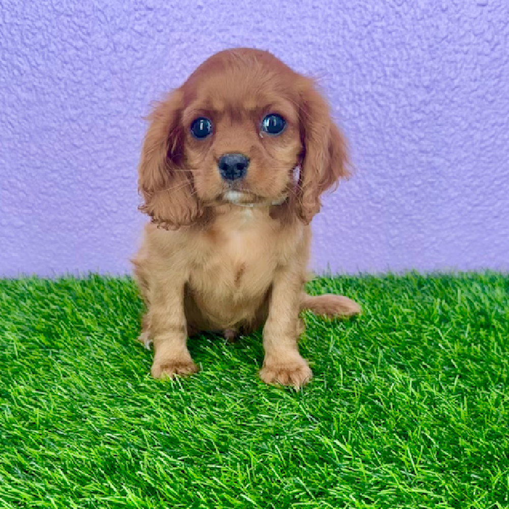 pet breed image