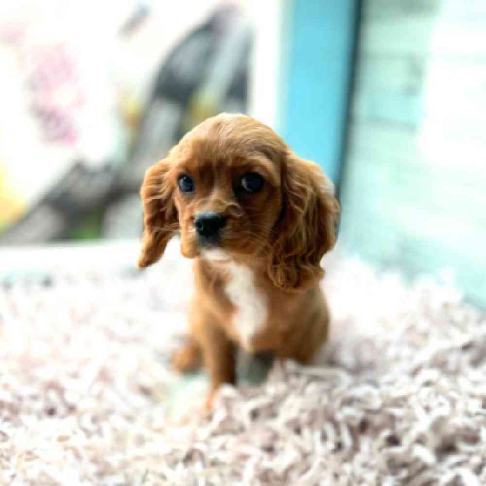 carousel pet images
