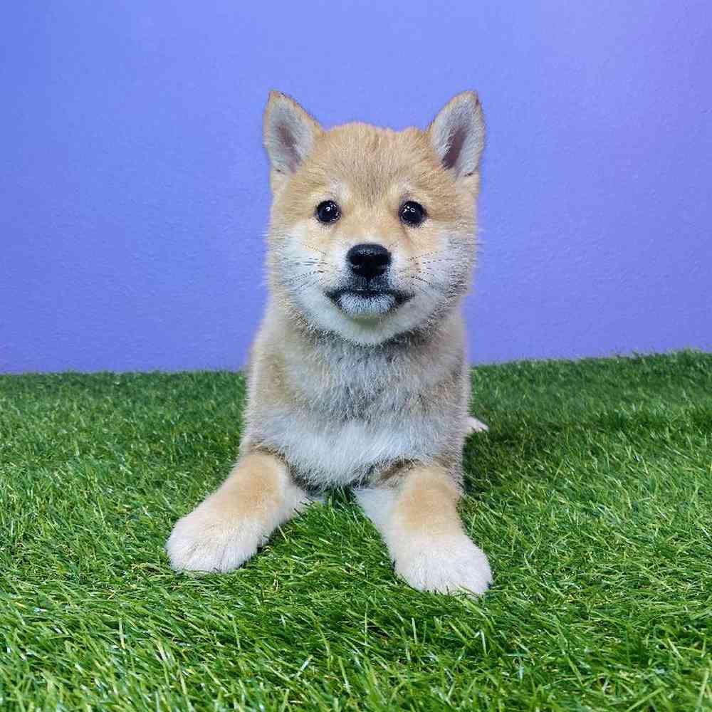 Male Shiba Inu Puppy for sale