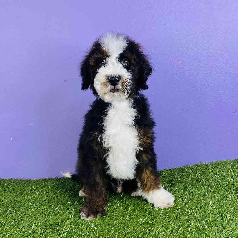 Male 2nd Gen Mini Bernadoodle Puppy for sale
