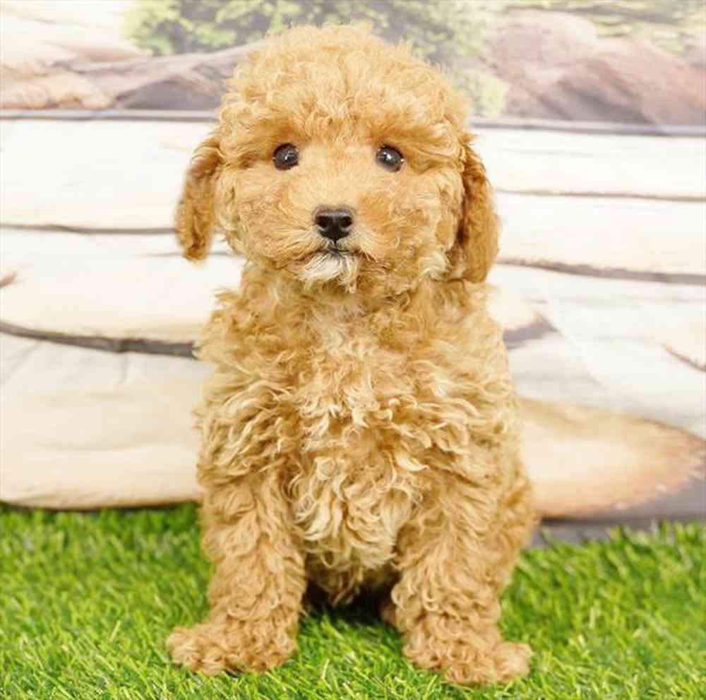pet breed image