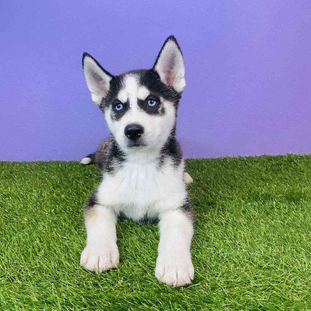 Male Siberian Husky Puppy for sale