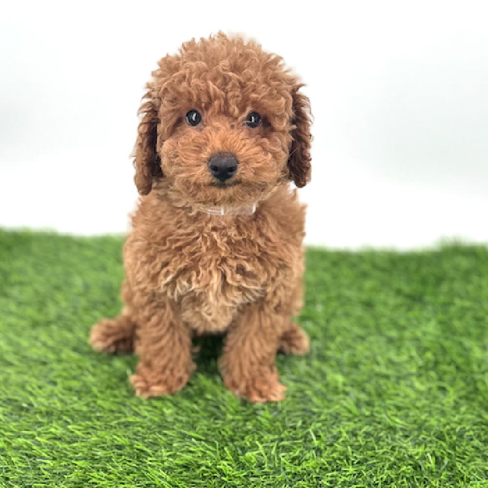 pet breed image