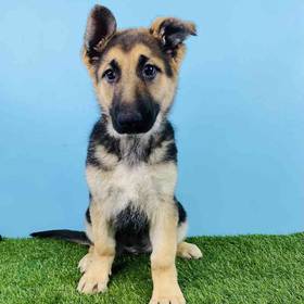 German Shepherd
