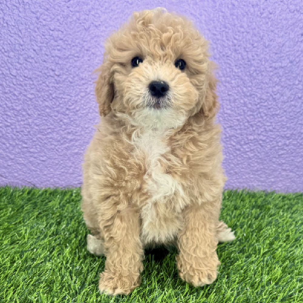 pet breed image