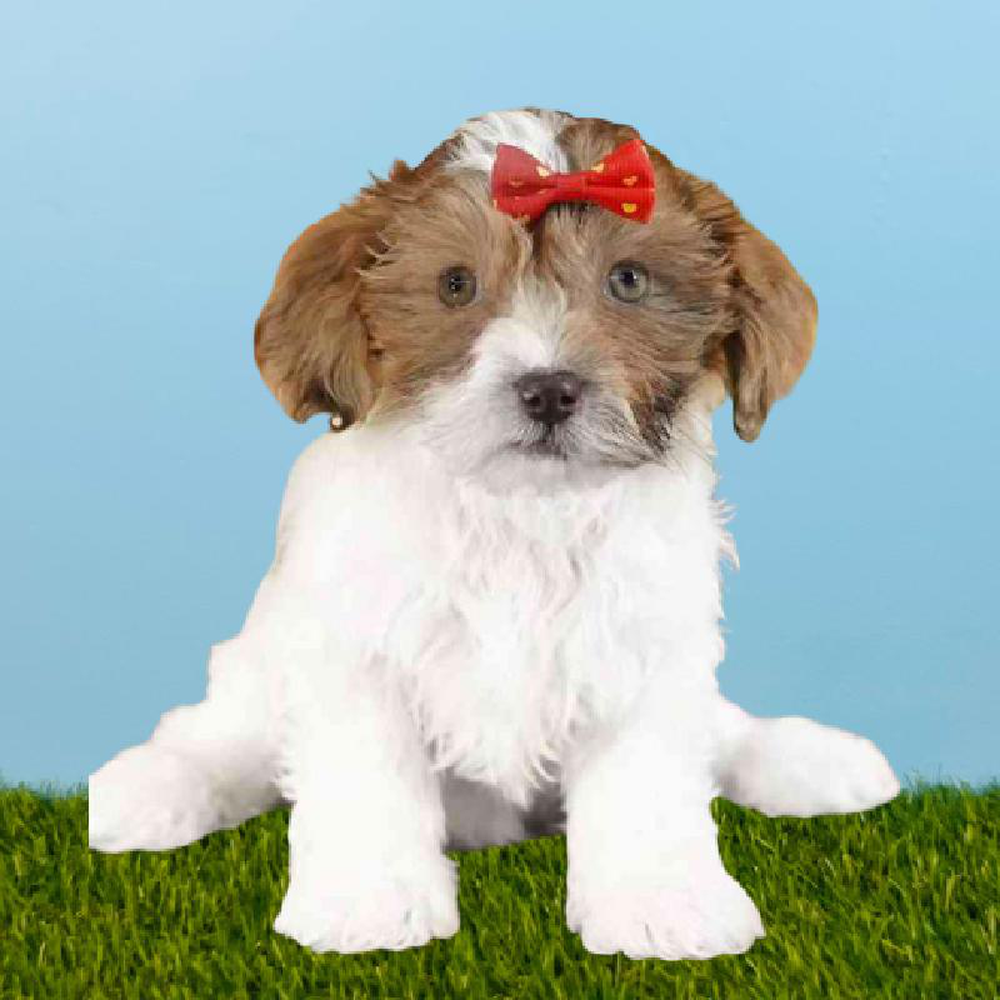 Female Shizapoo Puppy for sale