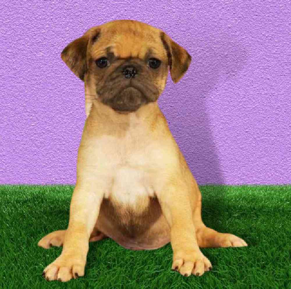 Male Pug Puppy for sale