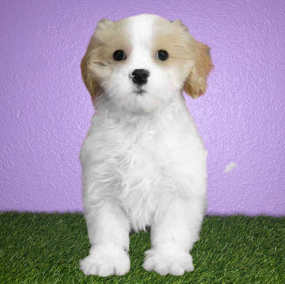 Male Maltese/Cavalier King Charles Spaniel Puppy for Sale in New Braunfels, TX