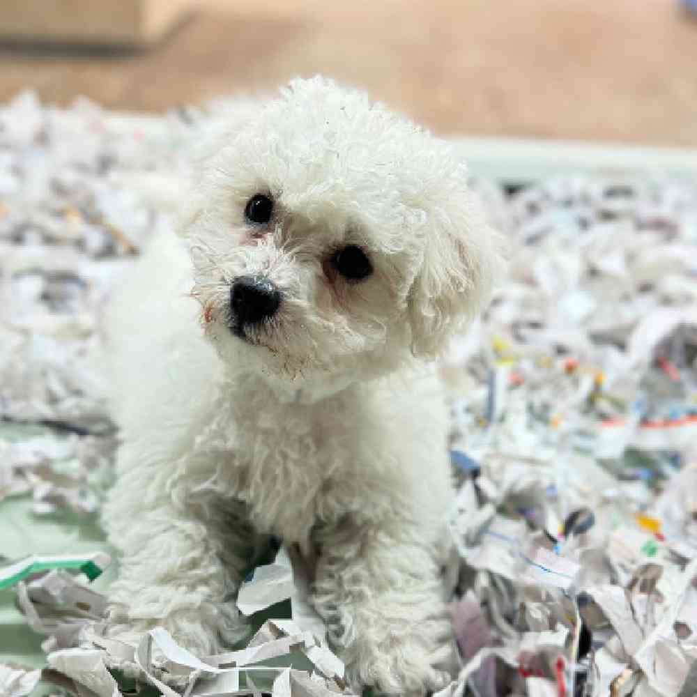 carousel pet images