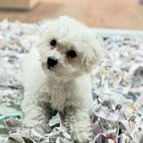 Bichon