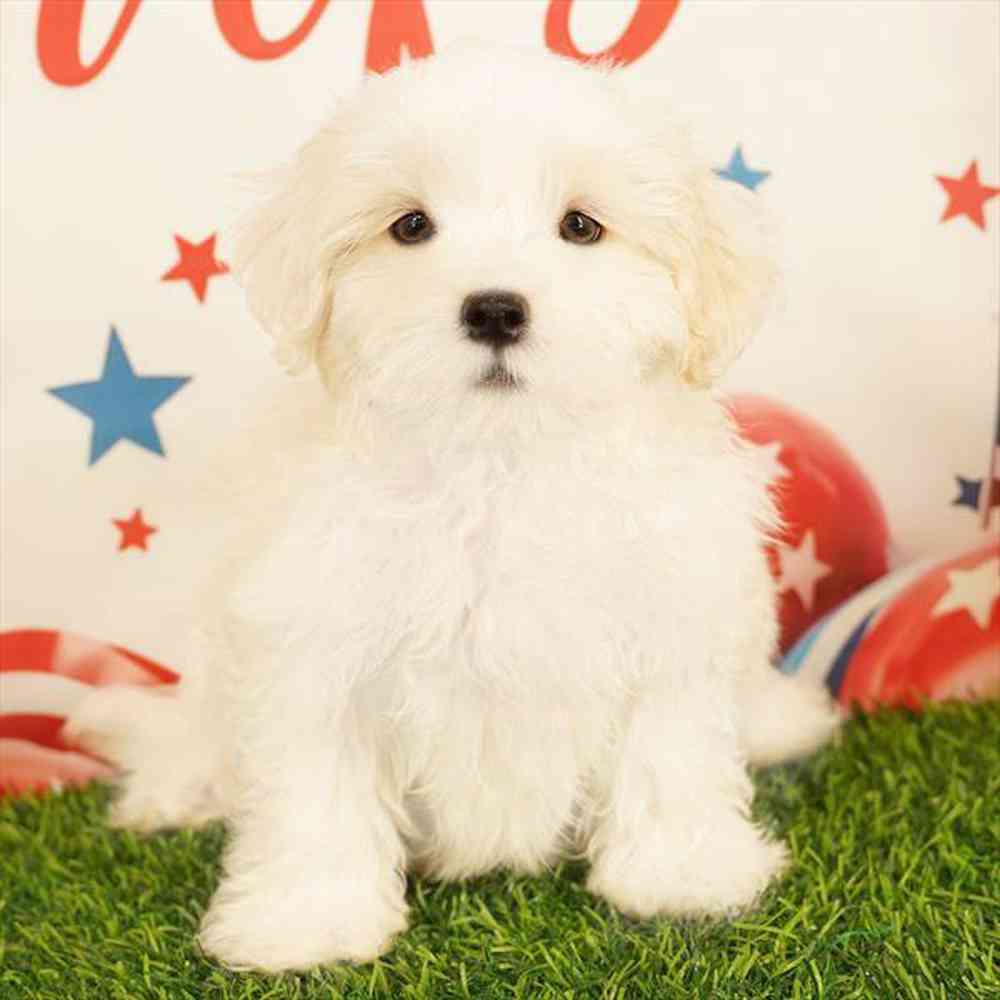 pet breed image
