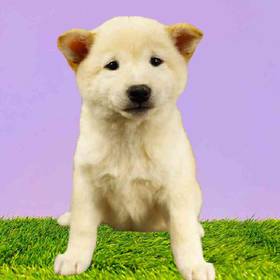 Shiba Inu