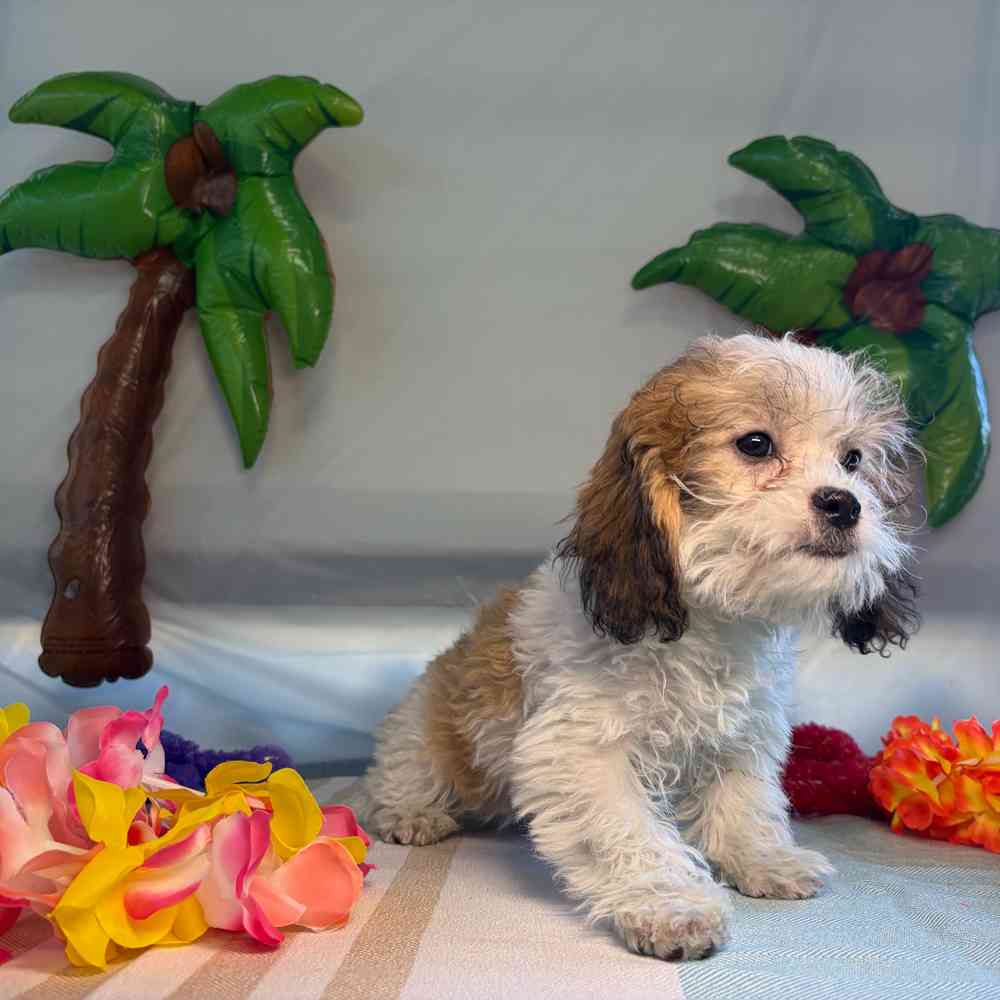 carousel pet images