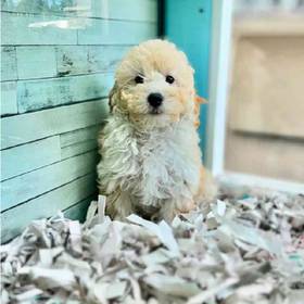 2nd Gen Mini Goldendoodle