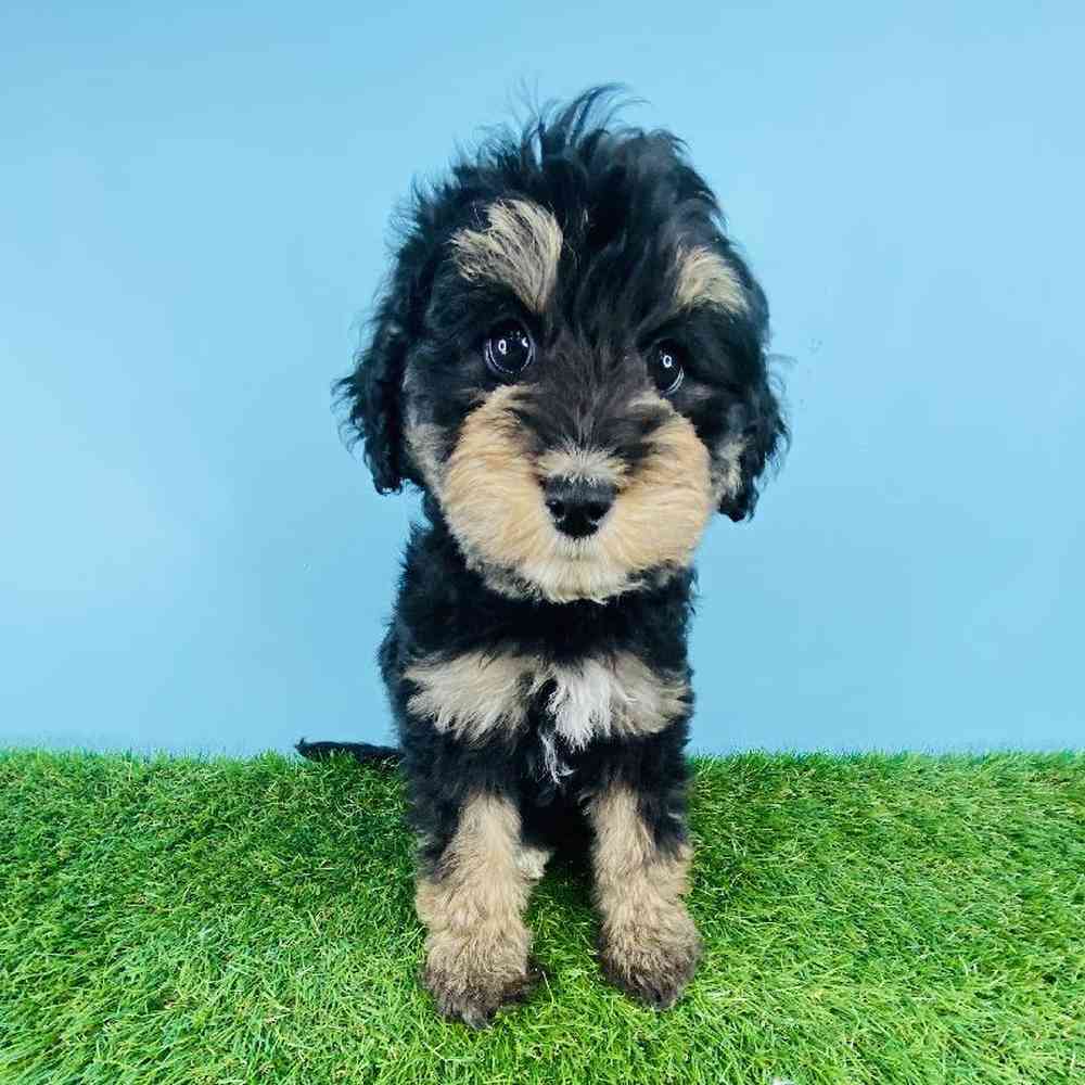 carousel pet images