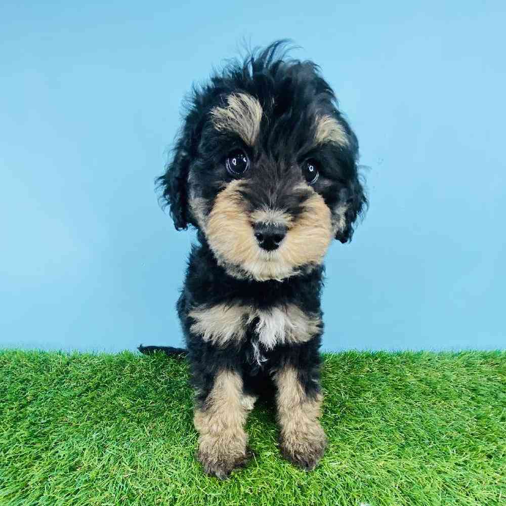 Female Aussiedoodle Puppy for sale