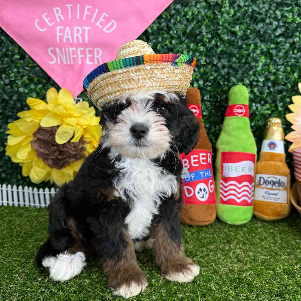 carousel pet images