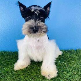 Mini Schnauzer