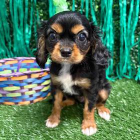 Cavalier King Charles Spaniel