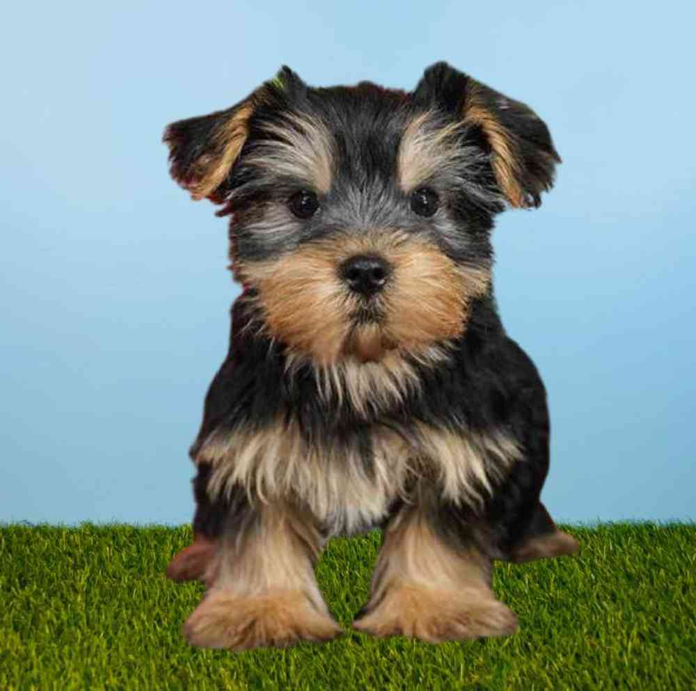 Male Yorkie Puppy for Sale in Meridian, ID