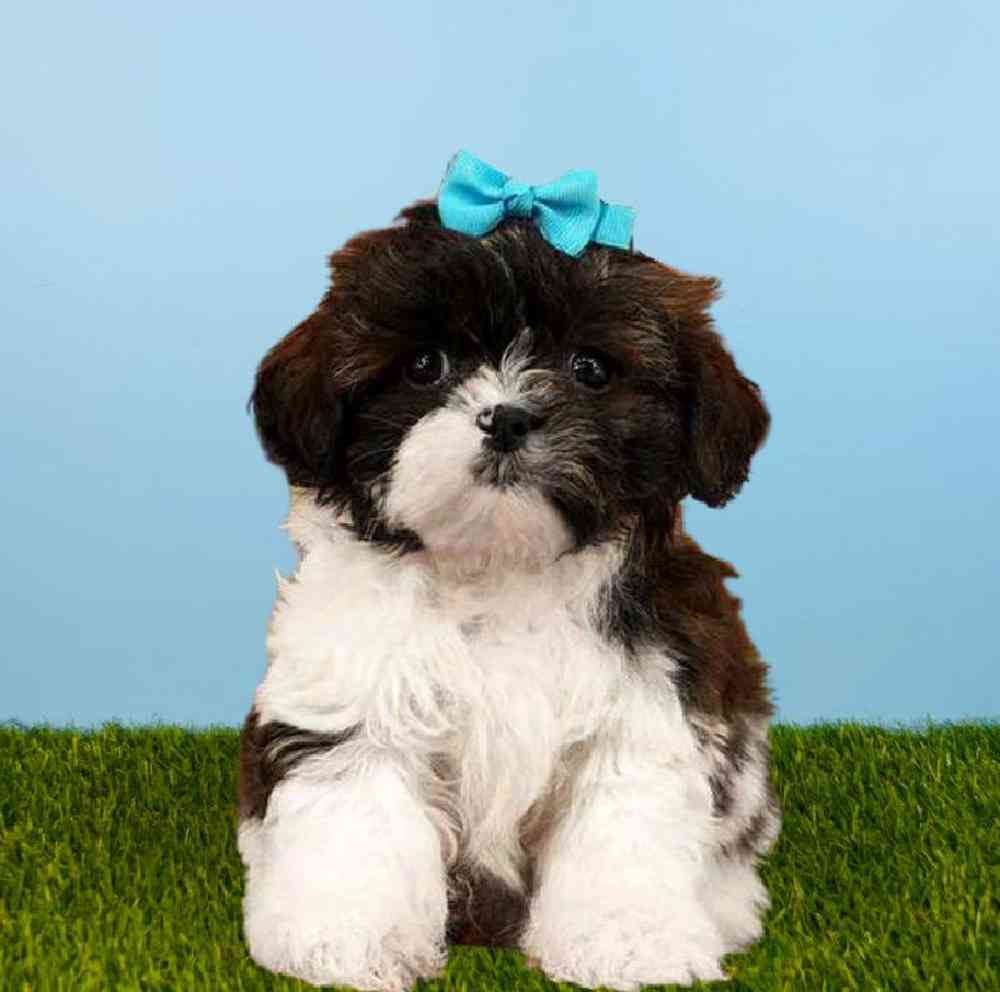 Female Shih Tzu Puppy for sale