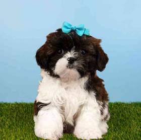 Shih Tzu