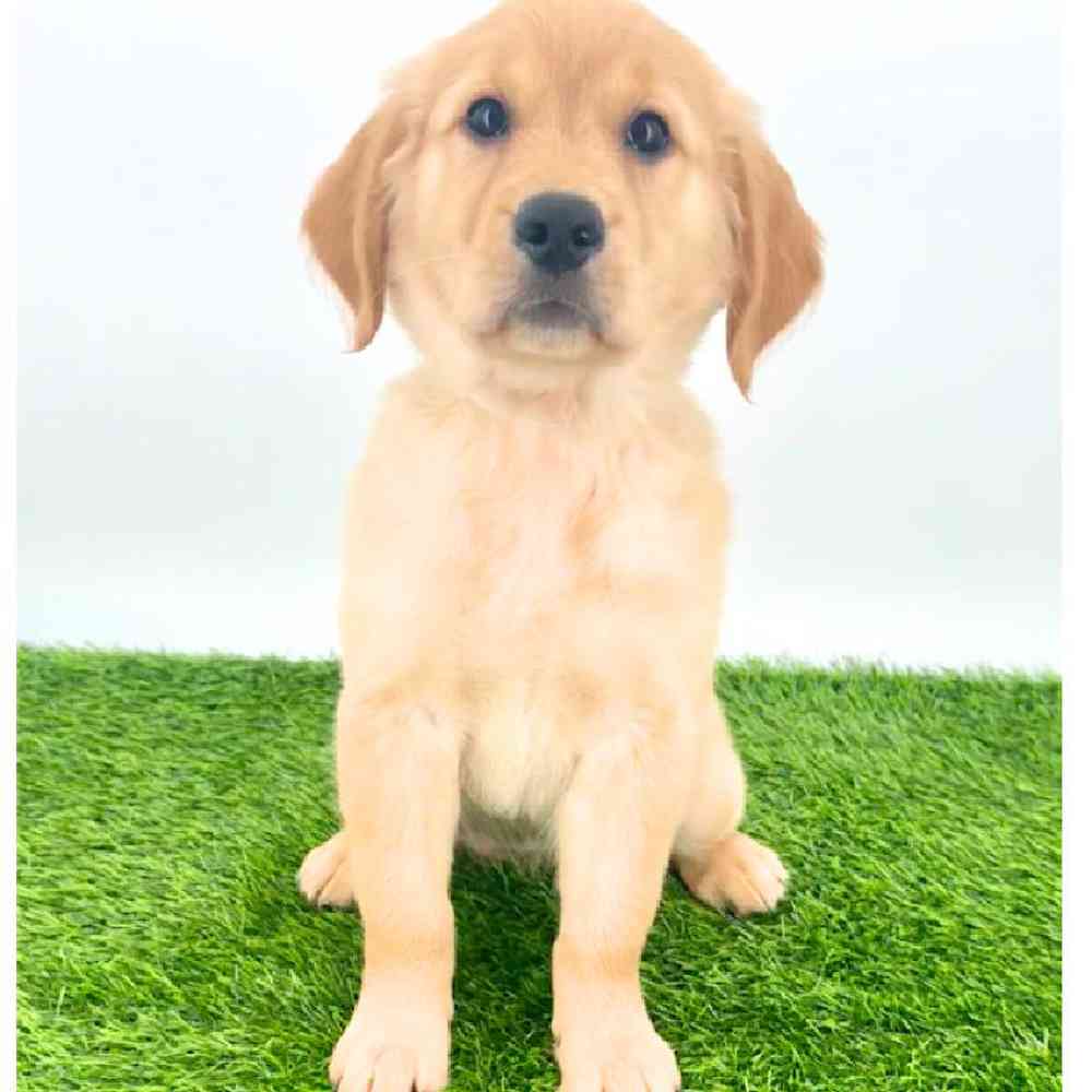 pet breed image