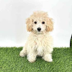 Bichapoo
