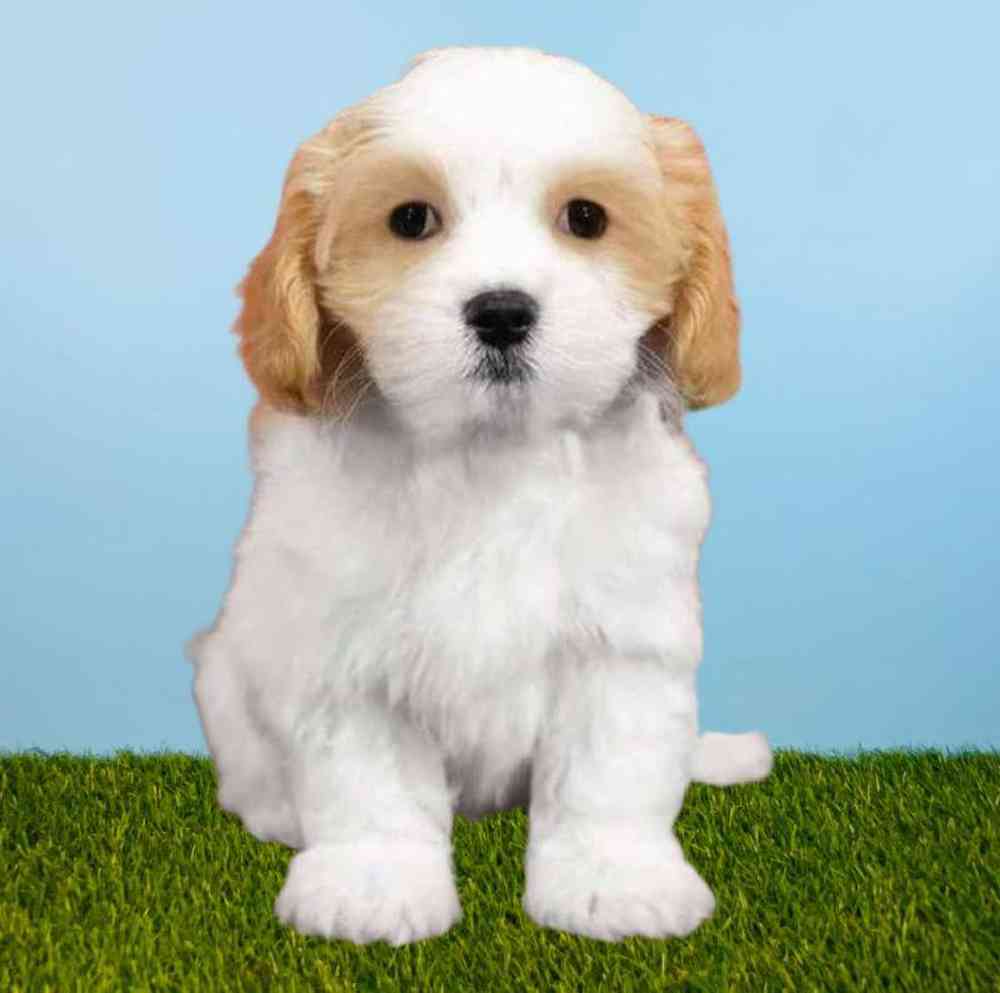 Male Maltese/Cavalier King Charles Spaniel Puppy for Sale in Meridian, ID