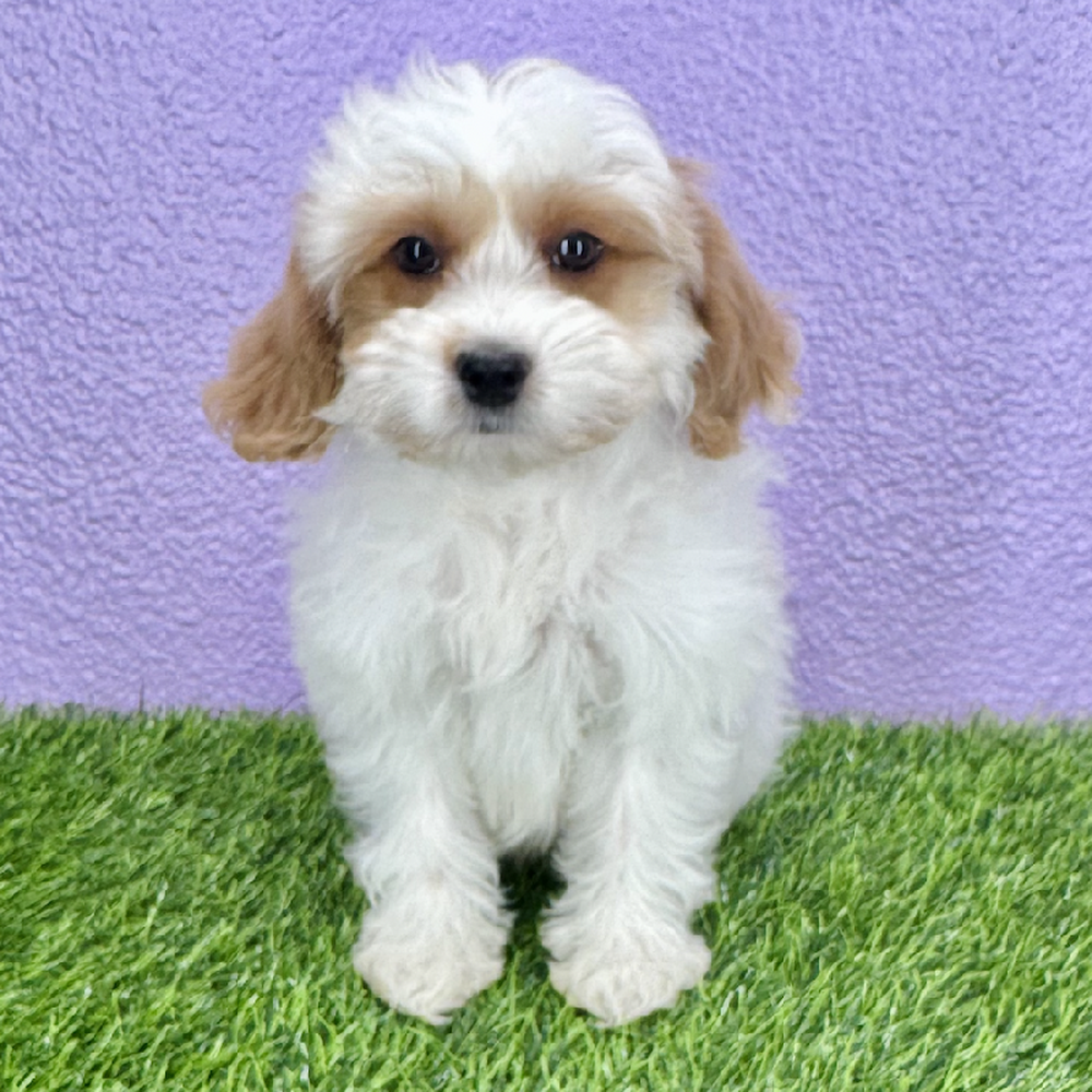 pet breed image