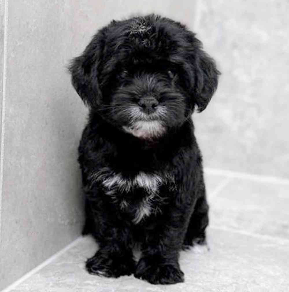 pet breed image