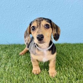 Dachshund