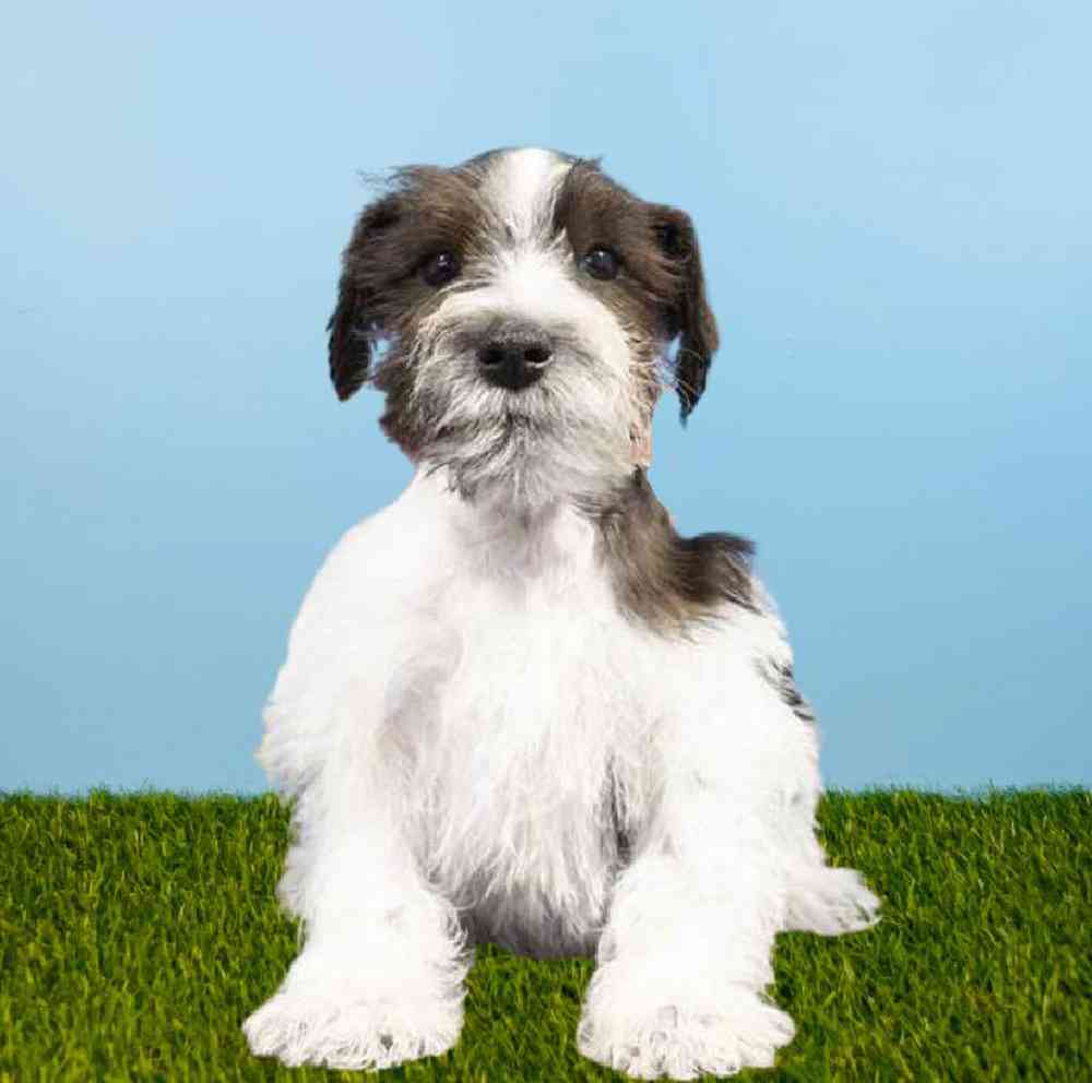 Male Mini Schnauzer Puppy for sale