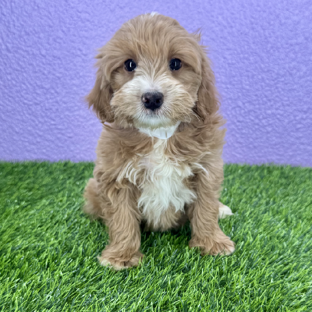 pet breed image