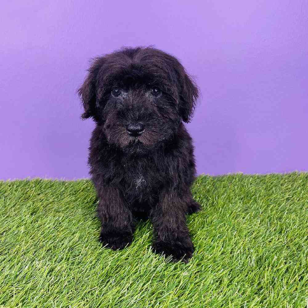 Male Schnoodle Puppy for sale