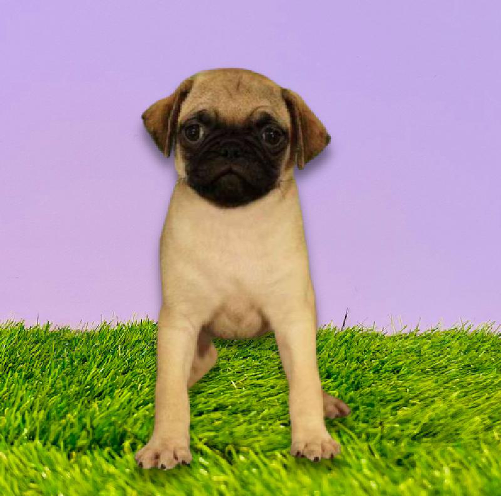 Male Pug Puppy for sale