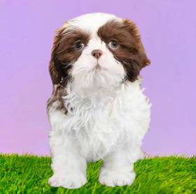 Shih Tzu