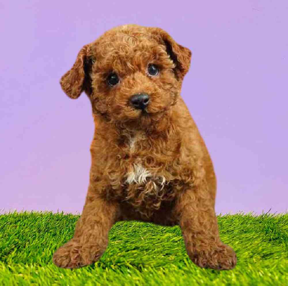 Male Poodle Puppy for Sale in Puyallup, WA