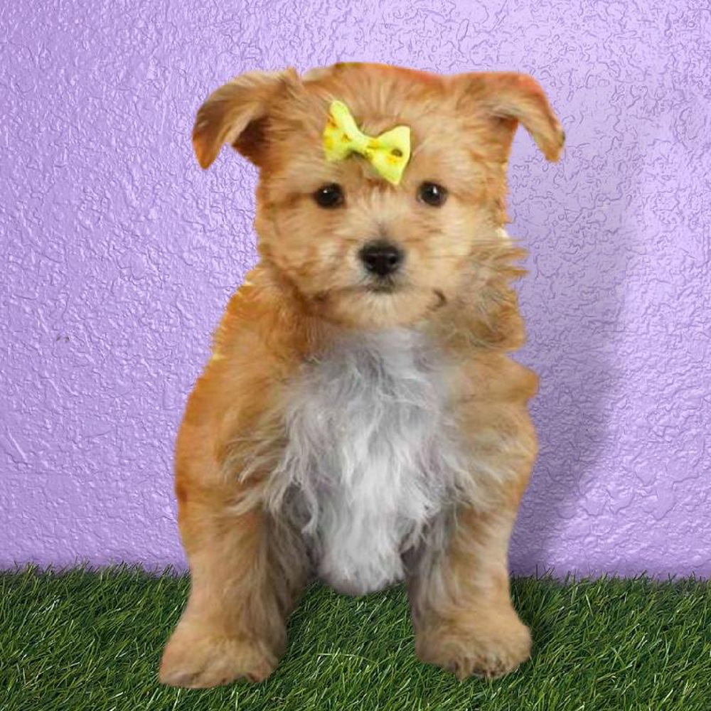 Female Morkie Puppy for sale