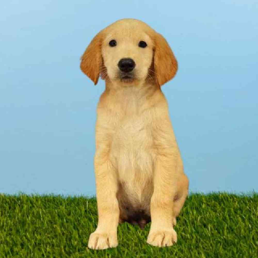 Male Golden Retriever Puppy for sale